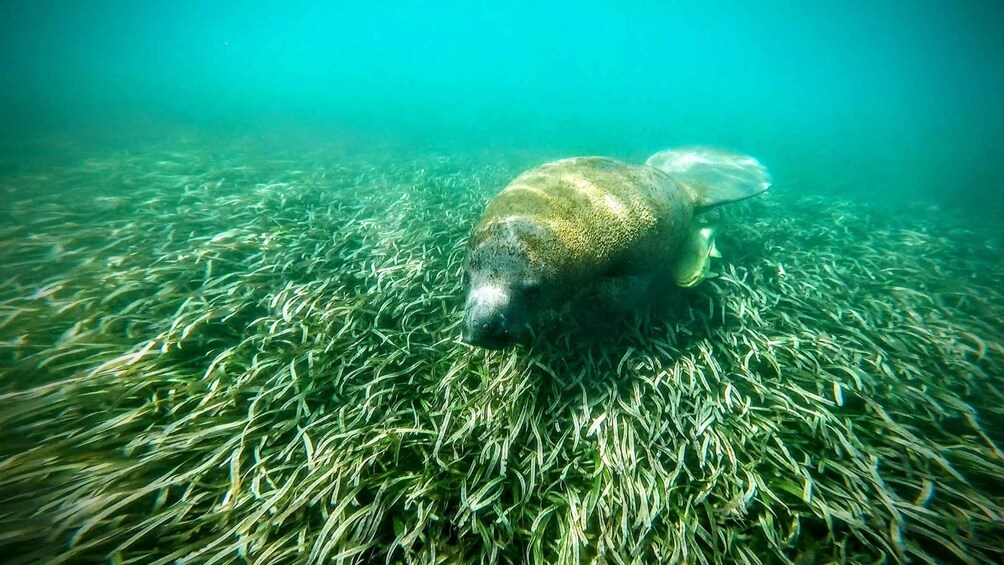 Picture 1 for Activity San Juan: Manatee and Turtle Snorkeling Tour with Rum