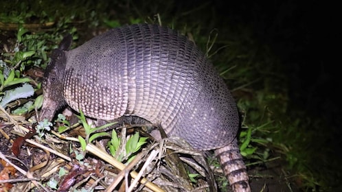 Armadillo Night Walk in Monteverde - Costa Rica