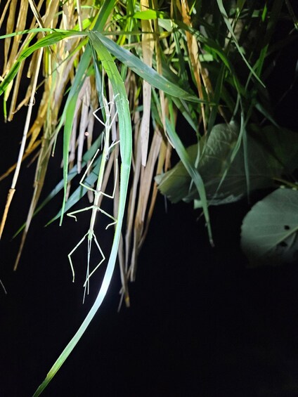 Picture 5 for Activity Armadillo Night Walk in Monteverde - Costa Rica