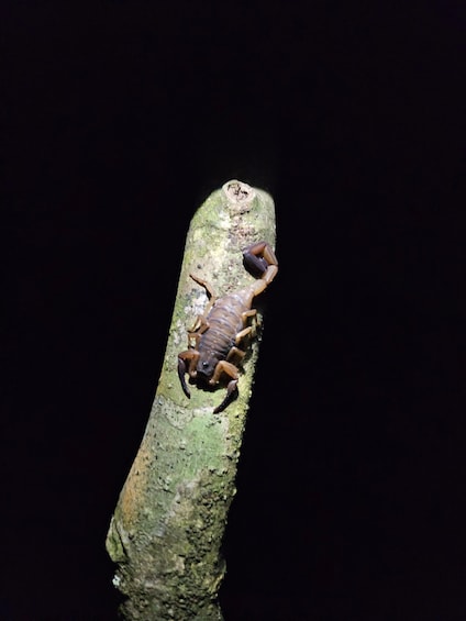 Picture 6 for Activity Armadillo Night Walk in Monteverde - Costa Rica