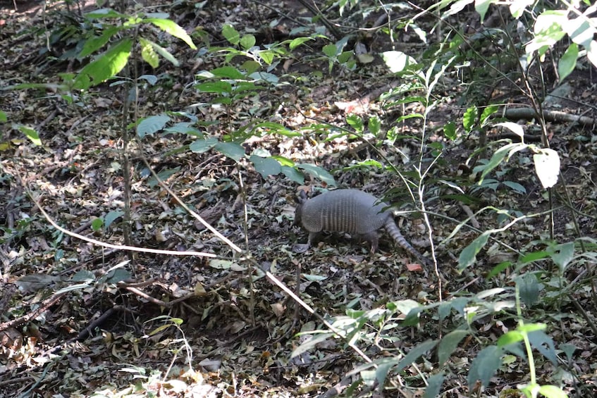 Picture 2 for Activity Armadillo Night Walk in Monteverde - Costa Rica