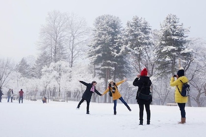 Winter Nami Island Tour: Strawberry Farm and Garden of Morning Calm Winter ...