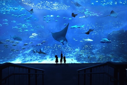 S.E.A Aquarium + Universal Studio Singapore Combo +Round trip Transfer