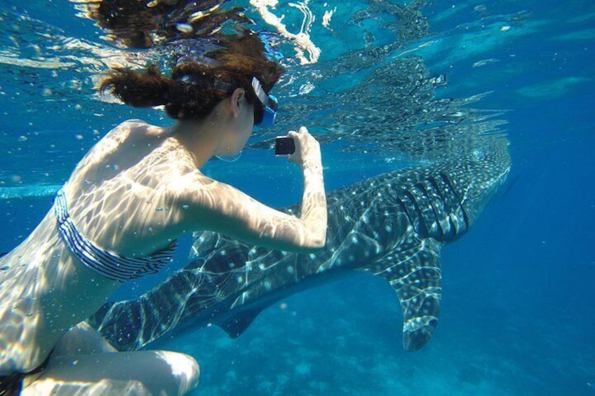 Swimming with Whale Sharks and Island-Hopping to Sumilon Island