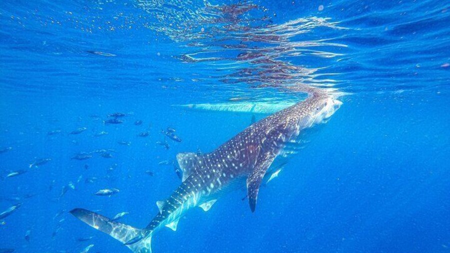 Oslob Whale Shark & Tumalog Waterfalls & Sumilon Sandbar