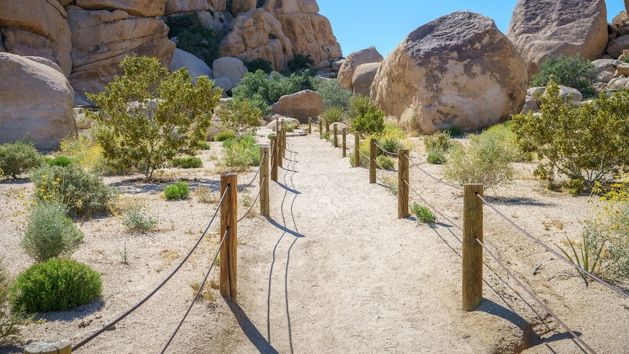 Joshua Tree and Palm Springs Self-Guided Driving Audio Tour