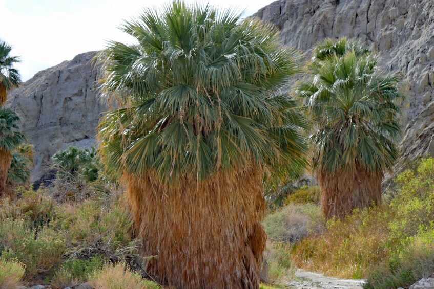 Joshua Tree and Palm Springs Self-Guided Driving Audio Tour