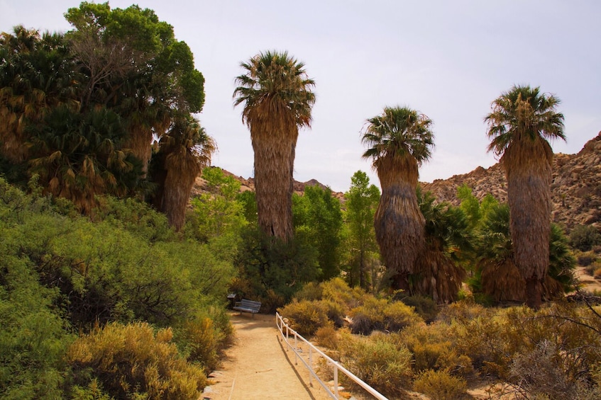 Joshua Tree and Palm Springs Self-Guided Driving Audio Tour