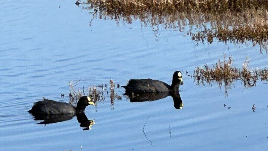 Bird Watching Ritoque Beach Mantagua Wetland BBQ From Valparaiso