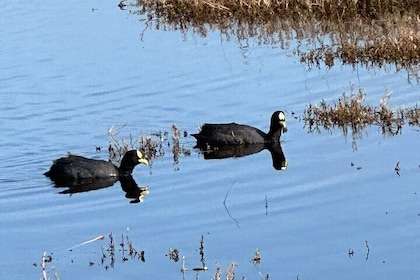 BirdWatching Mantagua Wetland&Penguins Cachagua Island From Valpo