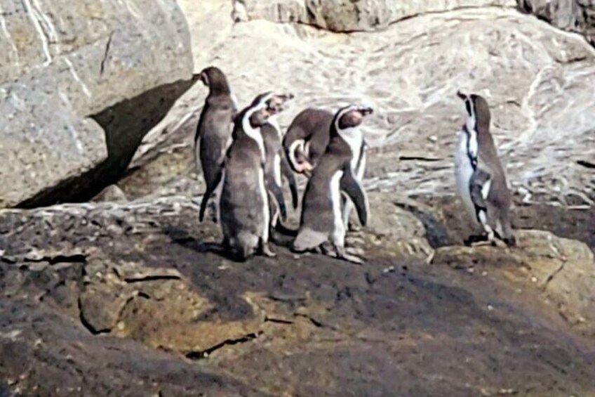 BirdWatching Mantagua Wetland&Penguins Cachagua Island From Valpo