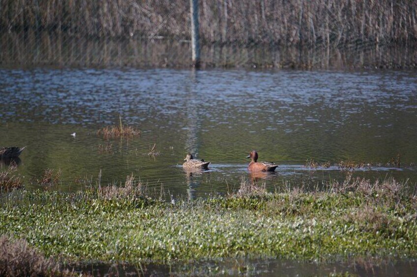 Mantagua Wetland