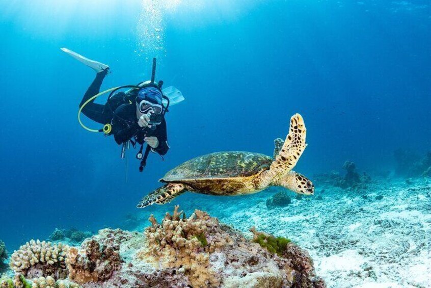 Scuba Diving Private Tour in Martinique