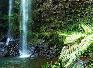 Goldküste: Glühwürmchen Nächtlicher Regenwald & Wasserfall-Wanderung