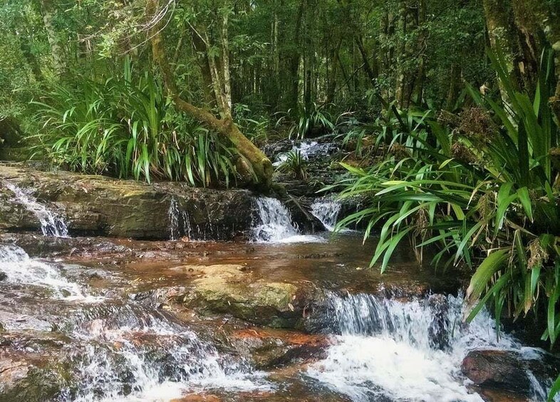 Picture 2 for Activity Gold Coast: Glow Worms Nocturnal Rainforest & Waterfall Walk