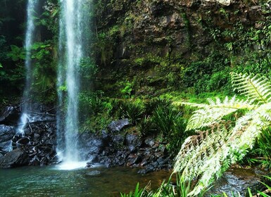 Gold Coast: Passeggiata notturna nella foresta pluviale e nelle cascate con...