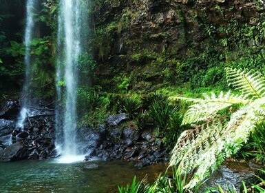 Gold Coast : Promenade nocturne dans la forêt tropicale et les cascades de ...