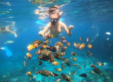 Dari Nusa Penida: Snorkeling di 4 Tempat dengan Pemandu