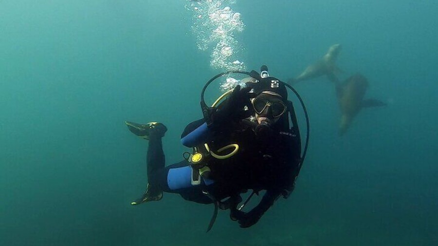 Private Diving Experience with Sea Lions in Punta Loma