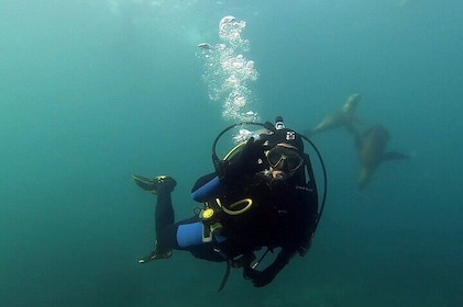 Private Diving Experience with Sea Lions in Punta Loma