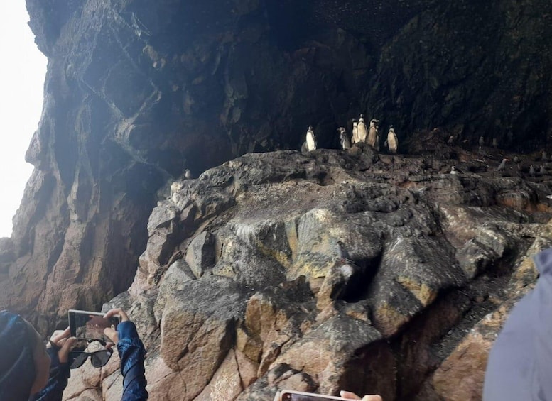 Picture 5 for Activity Excursion the Ballestas Islands