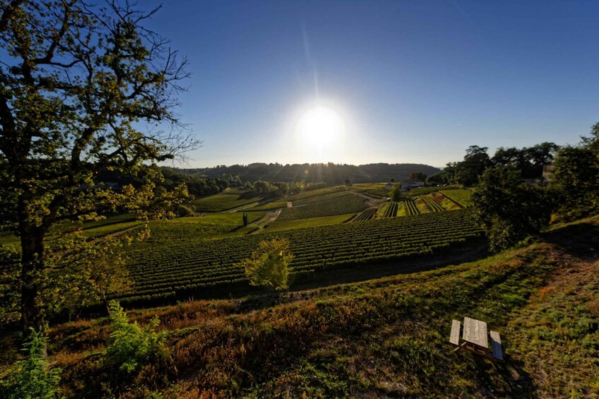 Picture 6 for Activity Saint-Émilion: Grand Cru Classé Winery Visit and Tasting