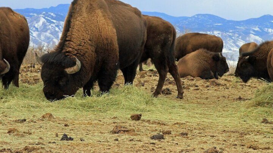 Colorful Colorado Sunset Mountain Tour