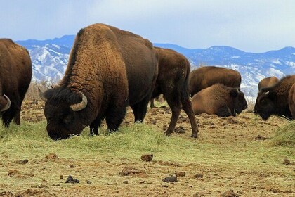 Colorado Green Friendly Mountain Sunset Tour from Denver