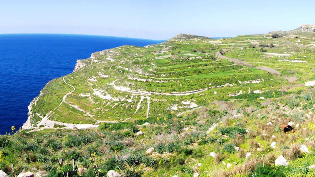 Green coast of Malta