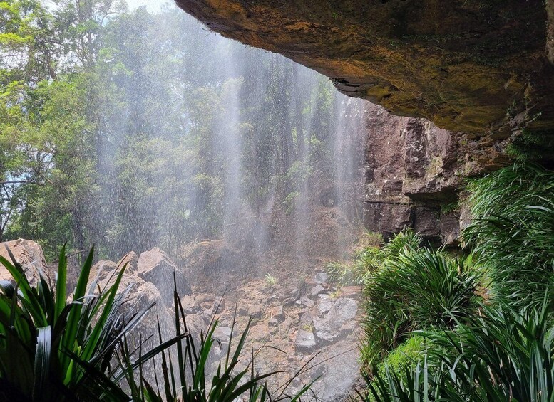 Picture 6 for Activity Gold Coast: Kangaroos, Rainforest & Waterfalls Experience