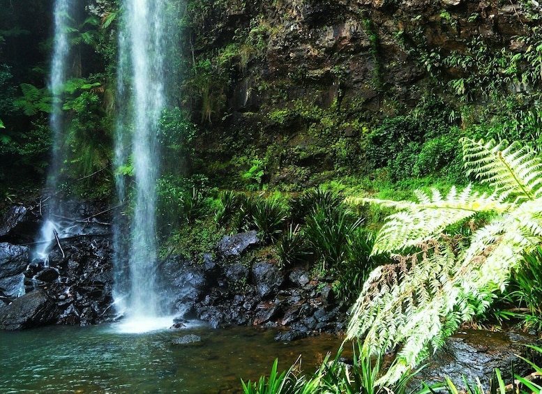 Picture 3 for Activity Gold Coast: Kangaroos, Rainforest & Waterfalls Experience