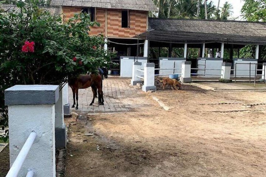 1 hour Bali Horse Riding saba beach