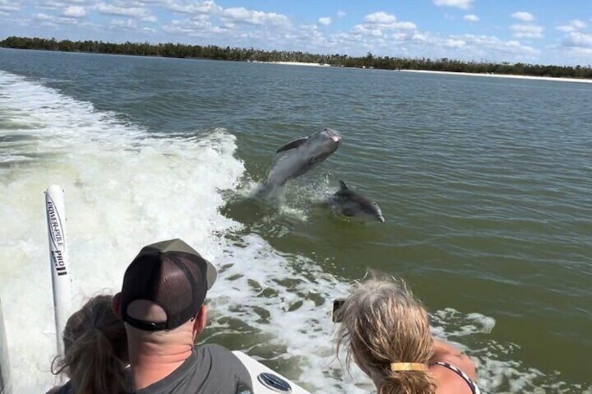 Private 3 Hour Dolphin & Manatee Eco Tour Naples, FL