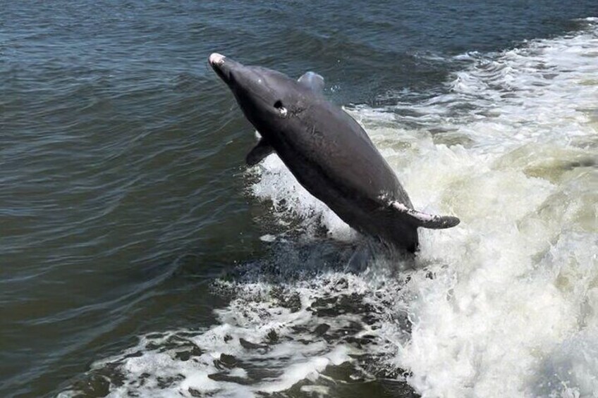 Private 3 Hour Dolphin & Manatee Eco Tour Naples, FL