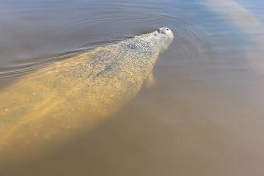 Private 3 Hour Dolphin & Manatee Eco Boat Tour in 10,000 Islands