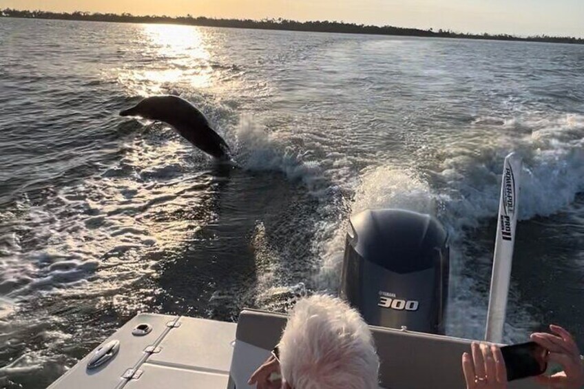 Private 3 Hour Dolphin & Manatee Eco Tour Naples, FL