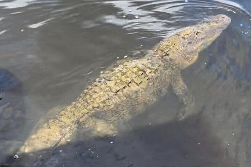 Private 3 Hour Dolphin & Manatee Eco Boat Tour in 10,000 Islands