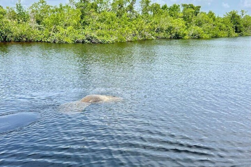 Private 3 Hour Dolphin & Manatee Eco Boat Tour in 10,000 Islands