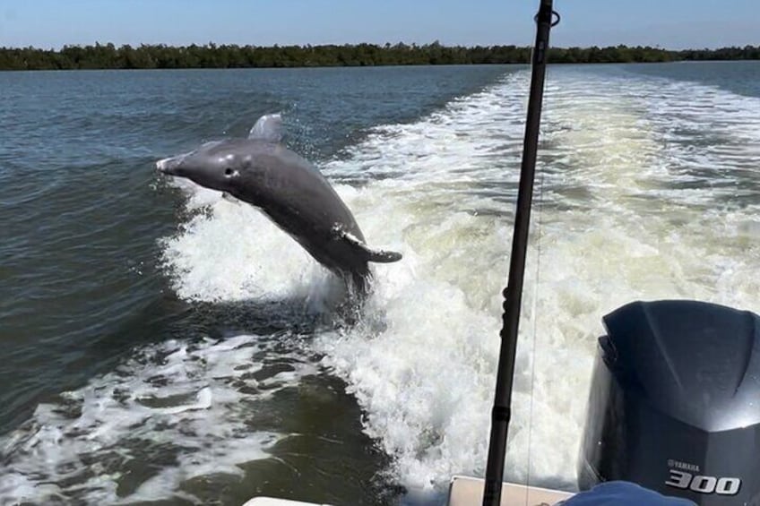 Private 3 Hour Dolphin & Manatee Eco Tour Naples, FL