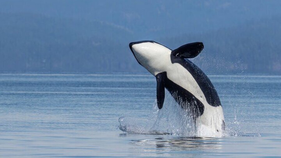 6 Hour Whale Watching Tour With Lunch Included