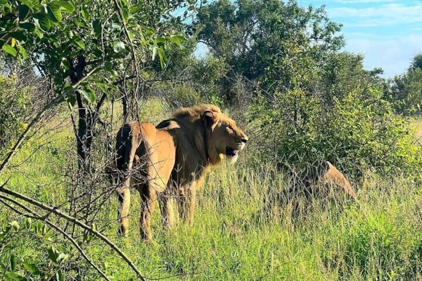 Kruger National Park Full Day Guided Tour