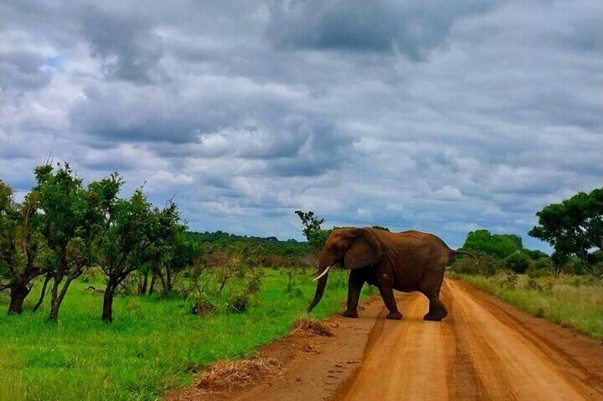 Kruger National Park Full Day Guided Tour