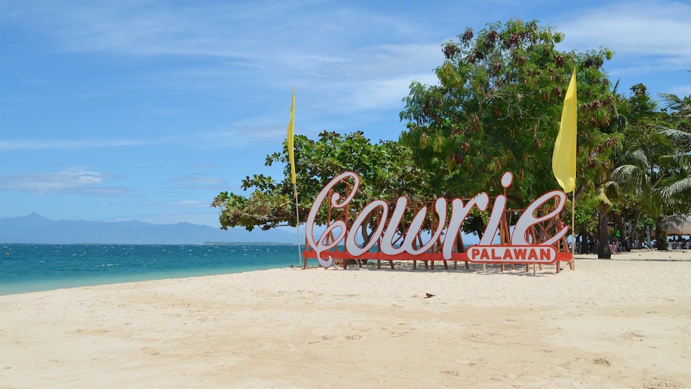 Cowrie in Palawan Philippines