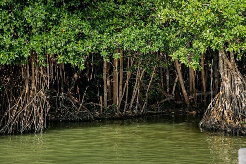 Private Tour Magic Mangrove Paddle in Beef Island Lagoon