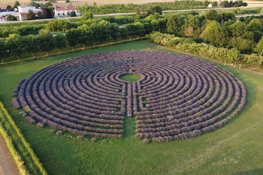 Lavender Labyrinth