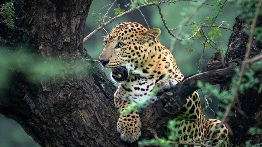 Private Tour Yala Safari Bentota/Kalutara/Ahungalla/Hikkaduwa