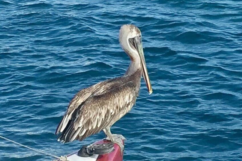 Private Tour Sail in Virgin Islands National Park