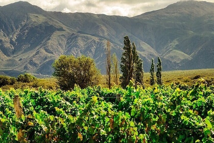 Full-Day Private Calchaquí Valley & Cafayate Wine Tour from Salta