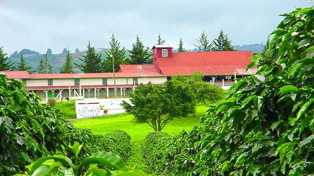 Doka Coffee Plantation