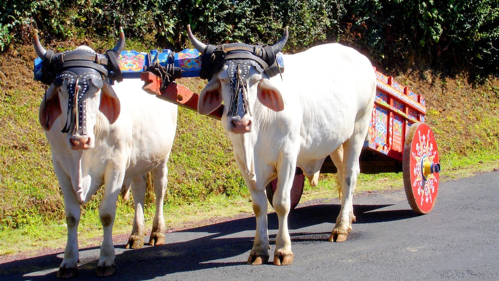 Two oxen pulling a cart